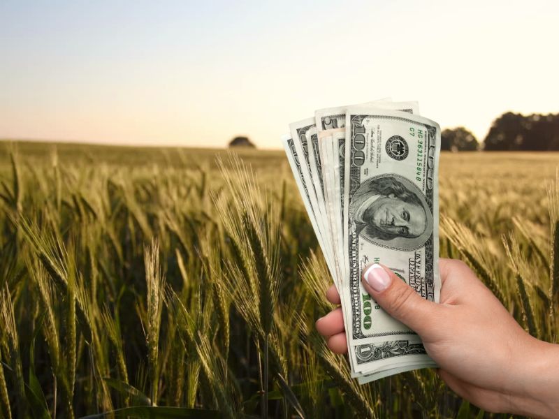prikaz osobe koja drži novac u rucii i njive sa pšenicom u pozadin, simulira na poljoprivredni kredit